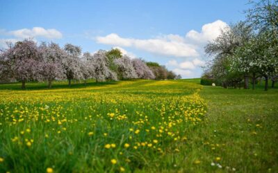 Discovering Spring Valley: San Diego’s Hidden Gem Of Nature And Culture