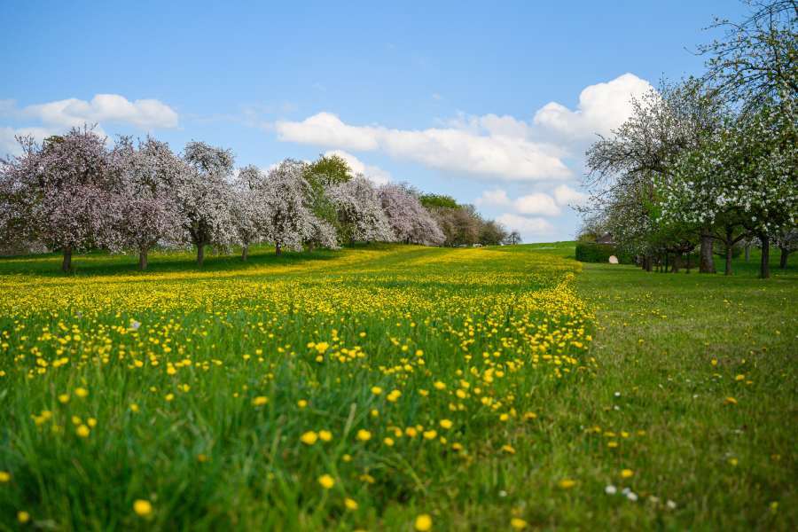 Spring Valley