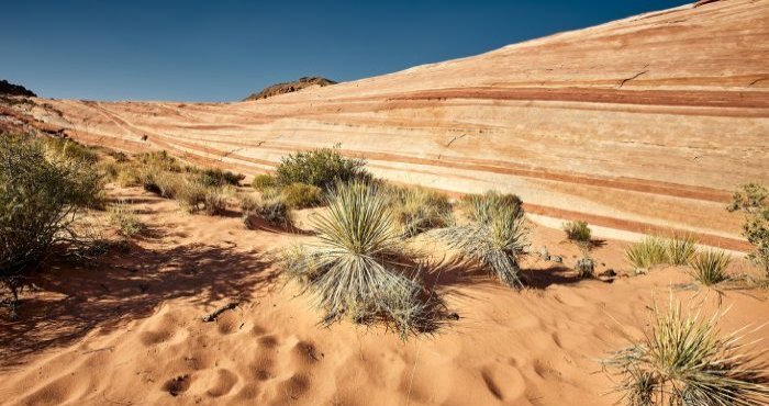 Desert Landscape