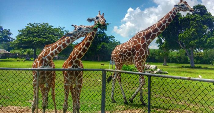 San Diego Zoo Safari Park