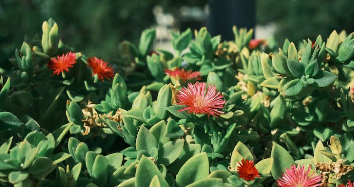 Botanical Gardens
