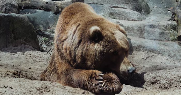 Monster Bear of Valley Center