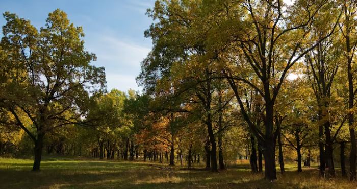 Oak Grove Regional Park